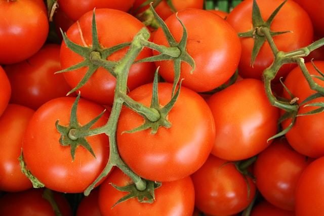 Fresh Tomatoes